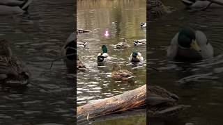 Male mallard duck quacking マガモのオス 鳴く #shorts #birds #duck #野鳥