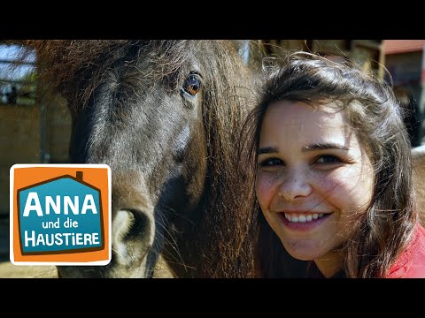 Wie viel kostet ein Shetlandpony?