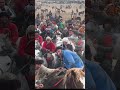 КРУТОЙ МОМЕНТ🔥 бузкаши душанбе таджикистан молбозор лошади buzkashi horse худжанд