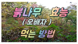 [몸앤네이쳐] 붉나무 효능, 먹는 방법 - 오배자 효능, 먹는 방법, 붉나무 소금, 열매, 붉나무순