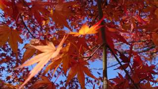 師走晴れの紅葉の森　④　福智山ろく花公園　福岡県直方市永満寺