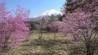 2018 創造の森と富士の里の春(4K) Creation Forest \u0026 Fuji-no-sato Cemetery In Spring(UHD)