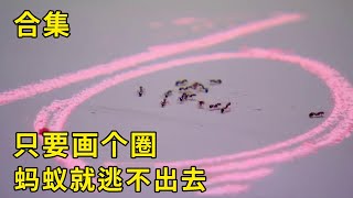 流言终结者：粉笔真的可以画地为牢吗？只要在蚂蚁周围画个圈他们就走不出去！【探索哥】