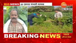 Yavatmal | ...म्हणून केली गांजाची शेती, समोर आलं धक्कादायक कारण, यवतमाळमध्ये 20 एकरात गांजाची लागवड