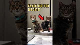 This Owner Spent $5,000 on Luxury Gifts for His Cats! 😬🥶 #richcat #catluxury