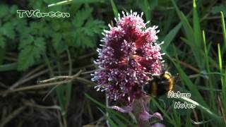 Butterbur BumbleBee - Hommel op bloemen Groot Hoefblad