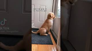 Golden Retriever Puppy Is Growing Very Fast | #shorts