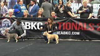 abkc nationals 2021 judge dismissed the entire frenchbulldog class 1-2 years old