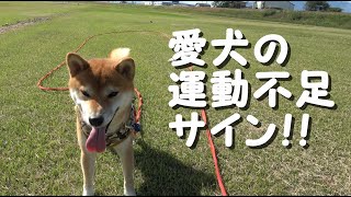 愛犬の『運動不足サイン』5つ！小型犬でも絶対に運動はさせるように！