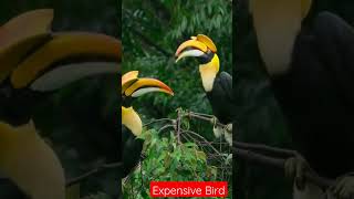 Hornbill beak is expensive than elephants teeth #hornbill #ZoneA #bbcearth #youtubeshorts