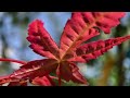 shin deshojo japanese maple macro view