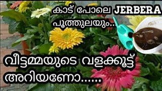 വീട്ടമ്മയുടെ വളക്കൂട്ട് അറിയണോ... ഇങ്ങനെ ഒന്ന് ട്രൈ ചെയ്ത് നോക്ക് ഏത് ചെടിയും തഴച്ചുവളരും...