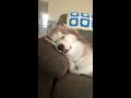 【衝撃】寝顔の癖が強すぎるわんこはコチラです！husky s funny sleeping face 【短い動画】