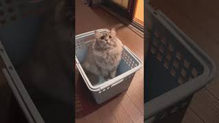 洗濯カゴに入るのが好きな雫  #猫  #猫のいる生活