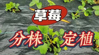 去年的新生草莓苗，定植后长得壮