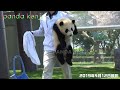 タオルでゴシゴシ🐼 飼育員さんに綺麗にしてもらう🐼 タオルで遊ばれてる！？ 彩浜 アドベンチャーワールド