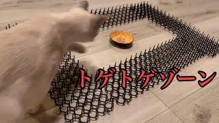 盗み食い猫を撃退！猫よけトゲマットを敷いたらこうなりましたww