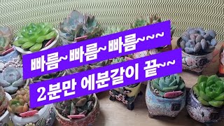 쪼꼬미 빠르게 식재해요.#동학사행복다육 #모모토#봄봄화분 #다육#succulent#초보다육