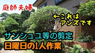 【庭師夫婦 gardener married couple】#197 サンシュユ等の剪定。