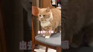 冬瓜：我睡了，你随意 #cat #pets #cute #飞机响响 #萌宠出道计划 #萌宠