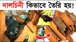 দারুচিনি চাষ পদ্ধতি । দালচিনি কিভাবে তৈরি হয় দেখুন | How It's Made Cinnamon