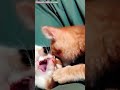 😻341 Cat life cute&funny meme best tv😻by.CocoaLattension  2023 #shorts #cat #cats