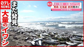 【イワシ】海岸に打ち上げ…北海道・青森・新潟で相次ぐ　原因は\