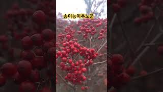 야생 #  자연산 #  들녁# 마가목 열매