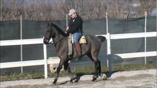 cavallo vaquero Negrito - All. EXCALIBUR