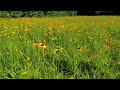 rough coneflower rudbeckia grandiflora var. alismifolia