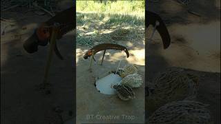 Creative Bird Trap - Quail Trap #bird trap technique #shorts