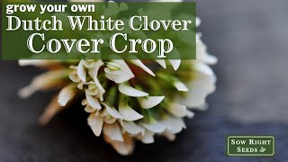 Sow Right Seeds | Dutch White Clover