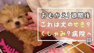 【子犬】生後３ヶ月お迎え1週間後、咳？くしゃみしてる、、風邪かなぁ、、病院での診断は？