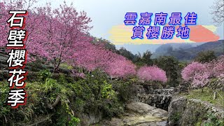 石壁櫻花季完整路線，櫻花、竹林、茶園，雲嘉南最佳賞櫻環線