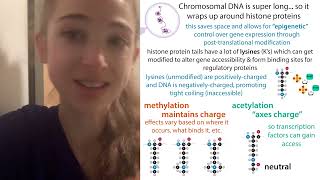 Lysine let’s you link things! Lys biochemistry \u0026 reactivity inc charge, nucleophilic bond formation