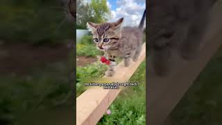 The dog took in a stray cat #animals #dog #cat #rescue #short #shorts