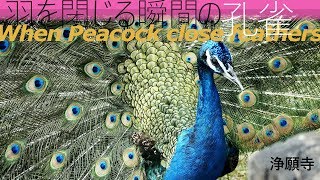 4K 孔雀 鮮やかな羽を閉じる瞬間　in 浄願寺 When Peacock close feathers