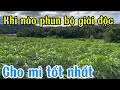 Phân bón lá siêu to củ mì giai đoạn đầu Trần Văn Hảo