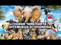 Banyak yang tak sadar! 10 HEWAN ini ternyata HANYA ADA di INDONESIA