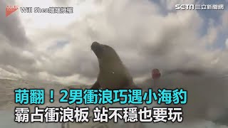 萌翻！2男衝浪巧遇小海豹　霸占衝浪板 站不穩也要玩｜三立新聞網SETN.com