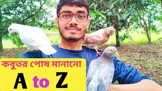 কবুতরকে পোষ মানানো | কবুতর কিভাবে পোষ মানাতে হয় | How To Tame A Pigeon | Kobutor Posh Mananor Upay