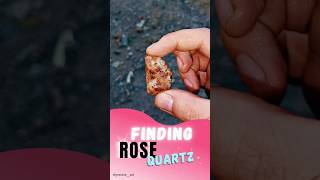 Finding a rose quartz stone in mountain #rockhounding #gems