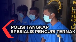 Polsek Merauke Kota Tangkap Spesialis Pencuri Hewan Ternak