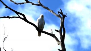 SWIFFT Grey Goshawk (White morph)