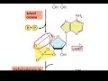 ayudantía biocel proteína g 1 2 generalidades y vía pgs camp