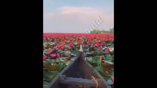 বাংলাদেশের জাতীয় ফুল শাপলা||লাল শাপলা ফুল||Water lily flower