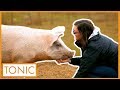 What is the Pork Industry Hiding from Us? | What's Really in Our Food