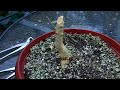 box wood trunk chop bonsai journey