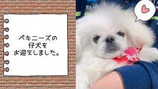 ペキニーズの仔犬をお迎えしました。