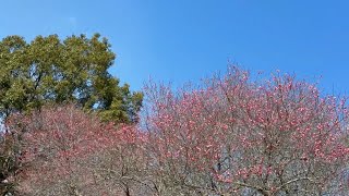 2025/02/26　ヤッと三分咲き　大洲家族旅行村の梅園　その２　〜愛媛県大洲市〜